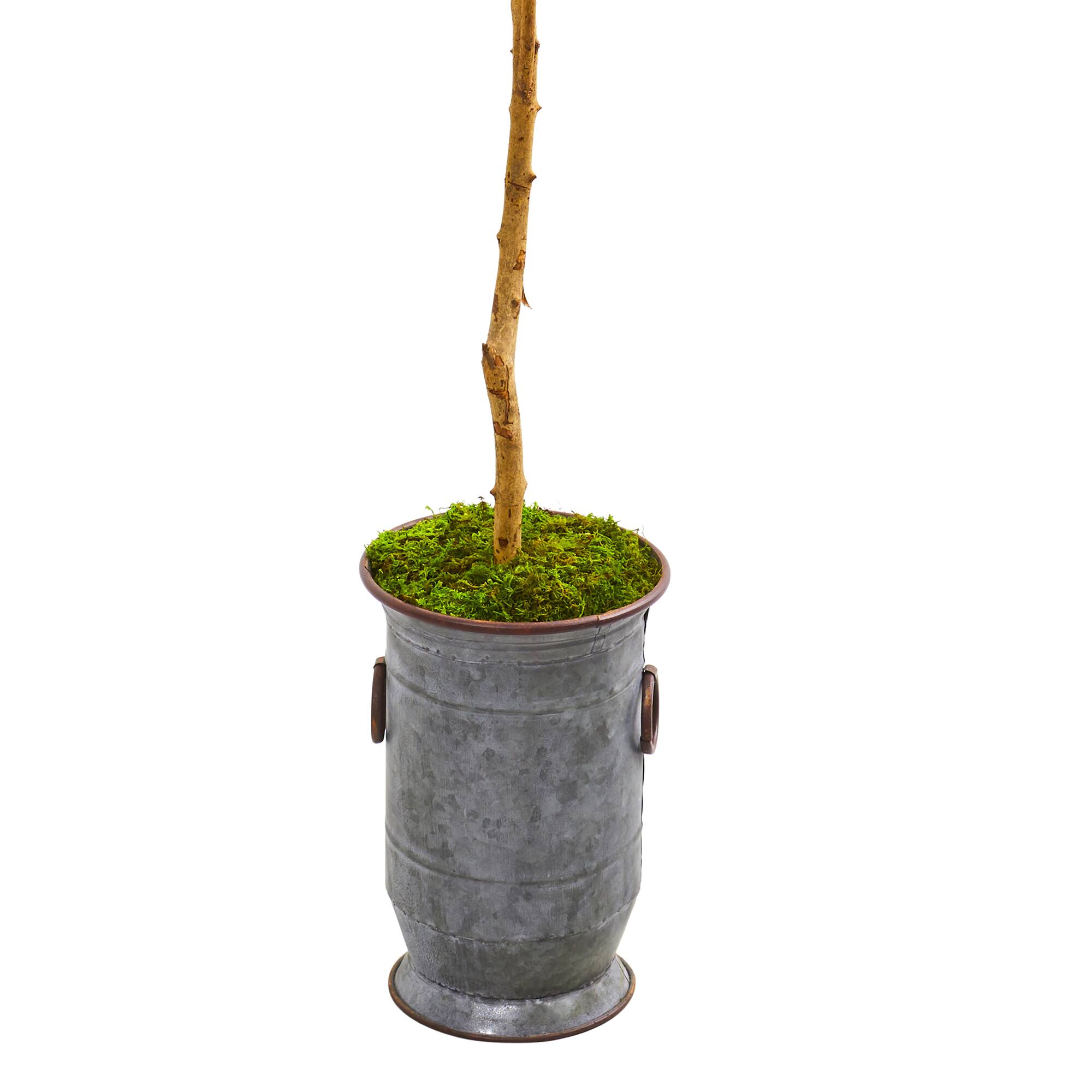 7.5ft. Olive Tree in Decorative Planter